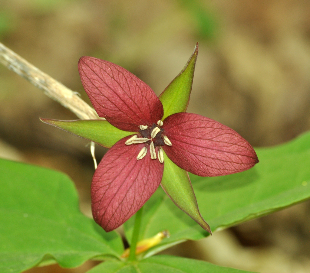 red trillium stinking benjamin DSC 0656