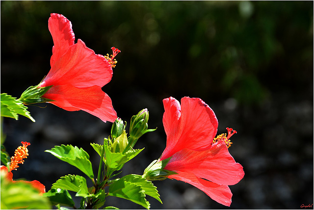 Duo Rouge !