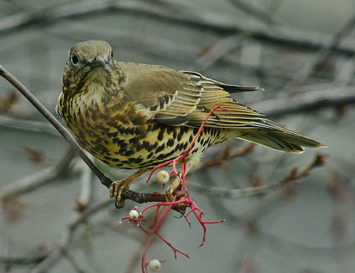 Mistle Thrush