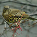 Mistle Thrush