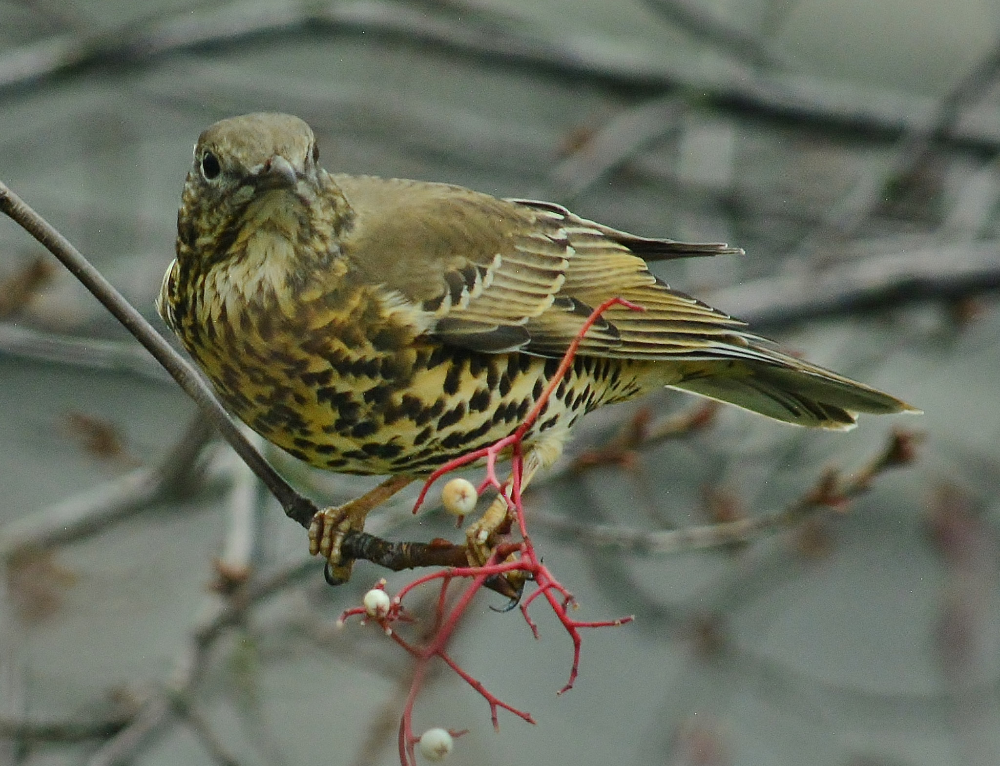 Mistle Thrush