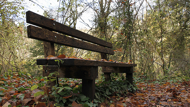 Contempler l'automne