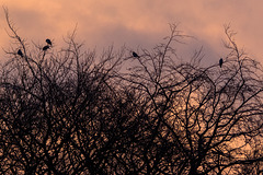 Woodpigeon Pre-roost