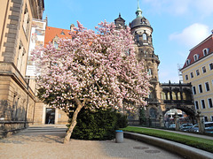 Frühling am Dresdner Schloss