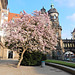 Frühling am Dresdner Schloss