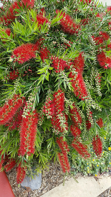 Callistemon viminalis