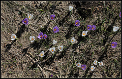 Crocus vernus