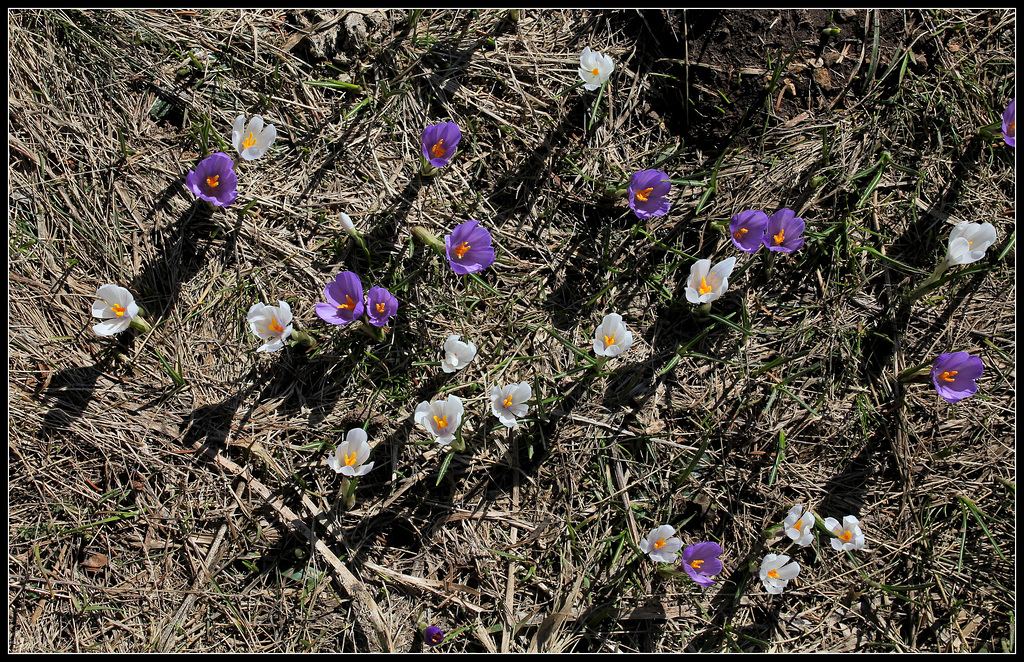 Crocus vernus (4)