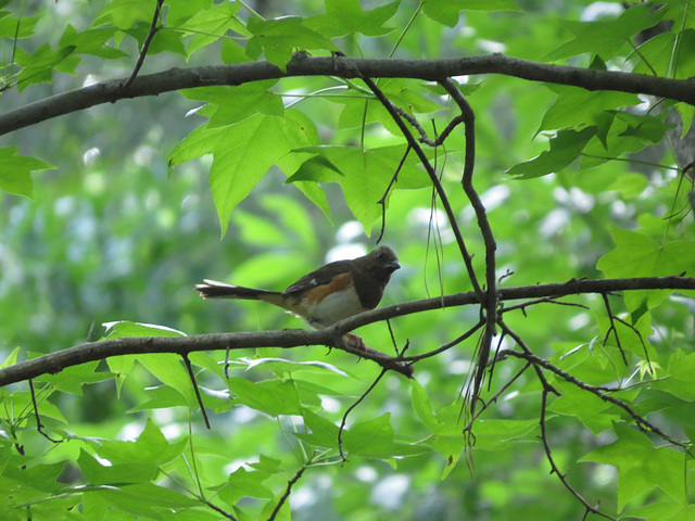 Eastern towhee