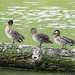 Day 7, Teal, Estero Llano Grande S P