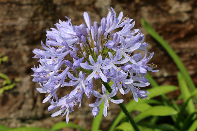 Lovely in lilac