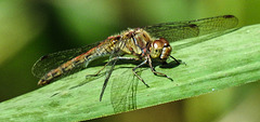 20190902 5697CPw [D~VR] Große Heidelibelle, Boddenland, Müggenburg