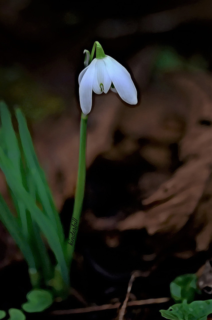 Snowdrop   /   Jan 2020