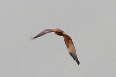 EOS 90D Peter Harriman 10 51 52 46755 marshHarrier dpp