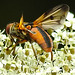 20210813 2432CPw [D~LIP] Breitflügelige Raupenfliege (Ectophasia crassipennis), Möhre (Daucus carota), Bad Salzuflen