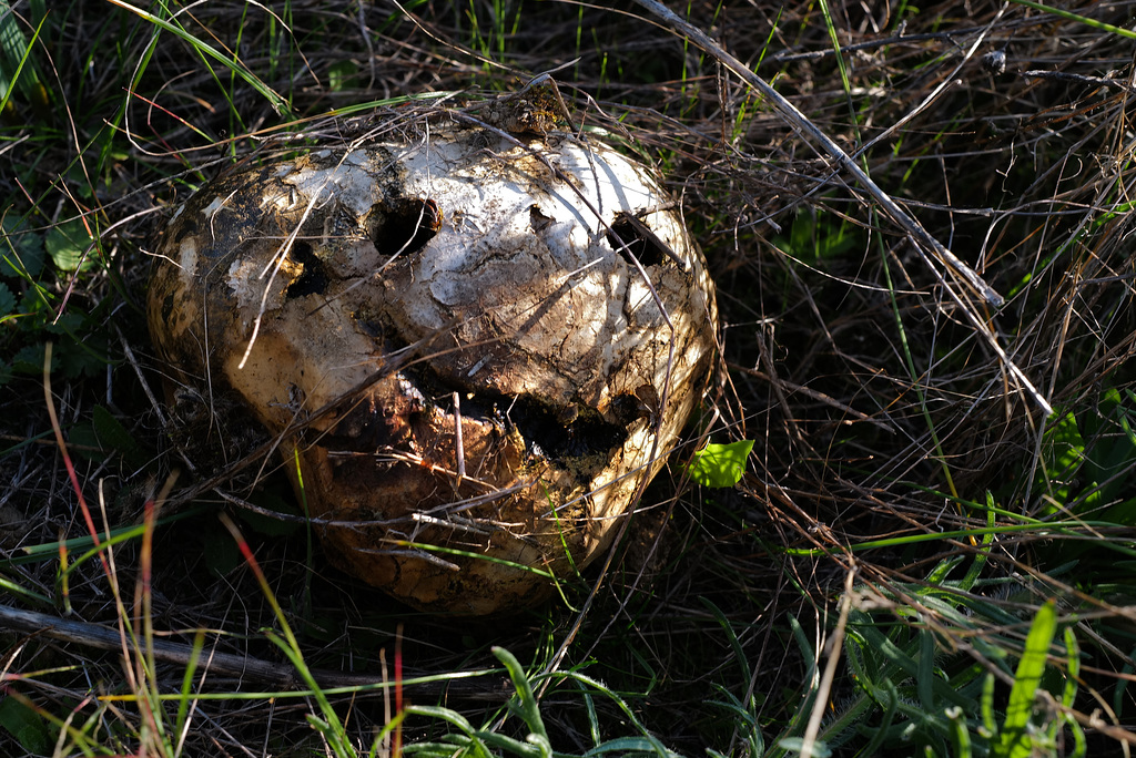 Pisolithos arhizus.