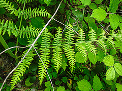 20230528 0272CPw [D~HF] Adlerfarn (Pteridium aquilinum), Bismarckturm, Herford