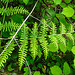 20230528 0272CPw [D~HF] Adlerfarn (Pteridium aquilinum), Bismarckturm, Herford