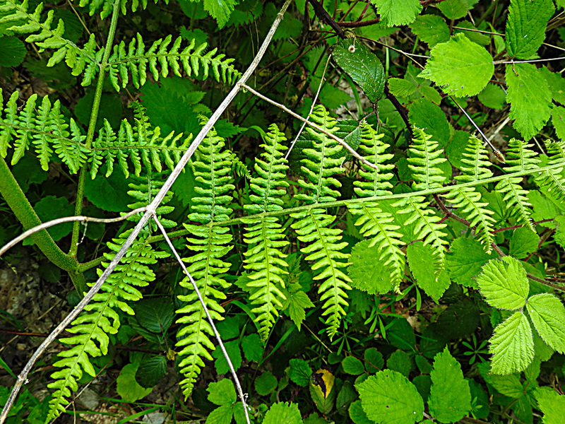 20230528 0272CPw [D~HF] Adlerfarn (Pteridium aquilinum), Bismarckturm, Herford