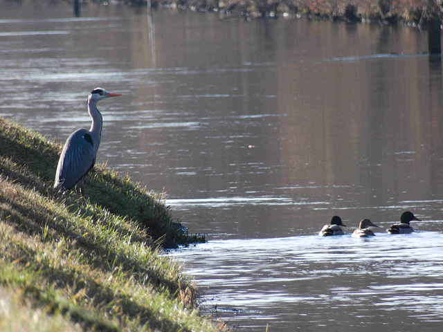 Heron cendré