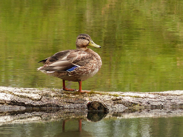 "Just" a Mallard