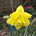 Double headed daffodil