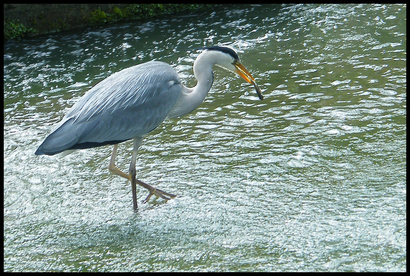 heron catching fish