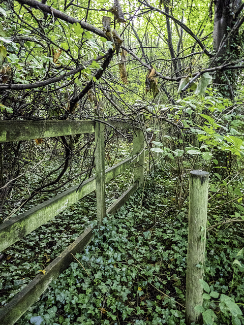 Woodland taking over the fence and a post HFF