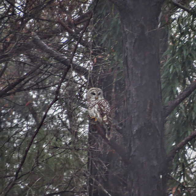 Barred owl on a dark & foggy morning