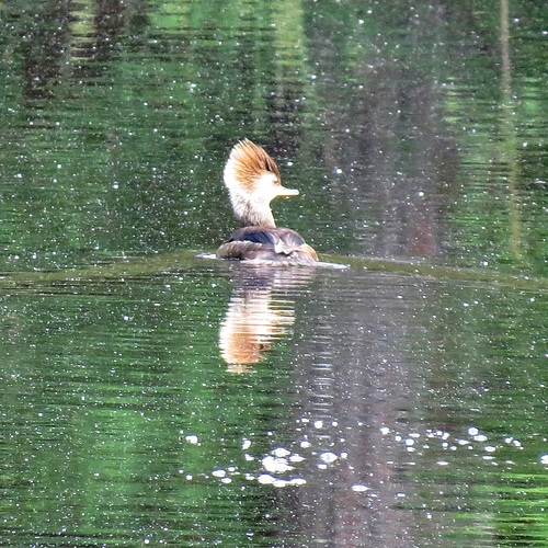 Hooded merganser