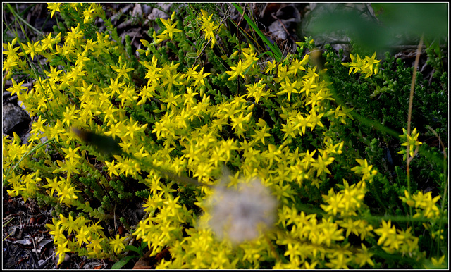 Sedum Acre