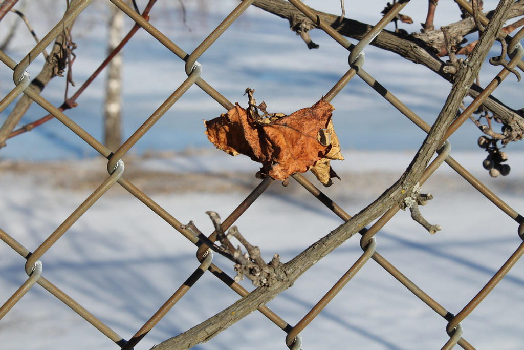 Happy Fence Friday