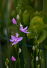 Calopogon tuberosus (Common Grass-Pink orchid) in front yard bog garden