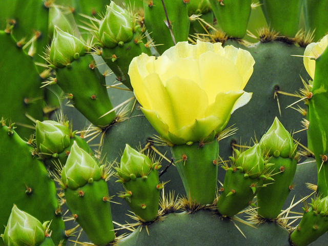 Day 7, cacti in bloom, Estero Llano Grande SP