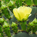 Day 7, cacti in bloom, Estero Llano Grande SP