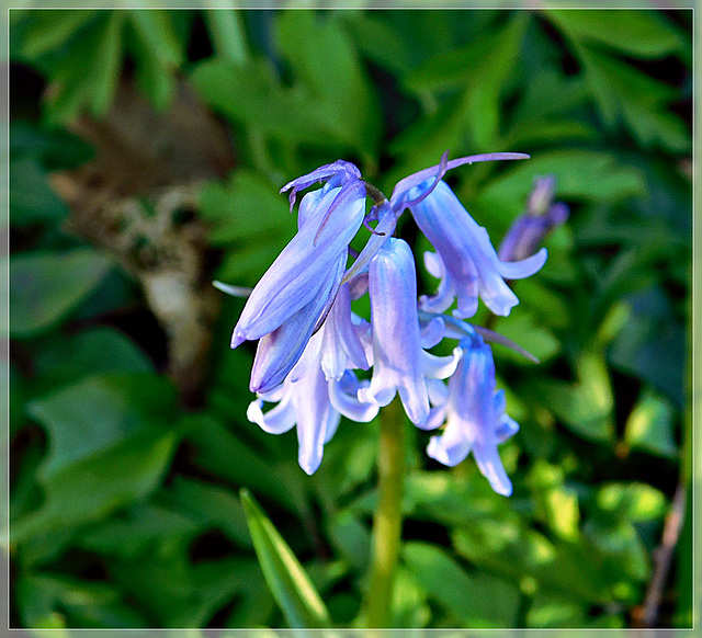 Jacinthes sauvages ou muguet bleu dans les bois