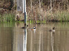 Hooded mergansers