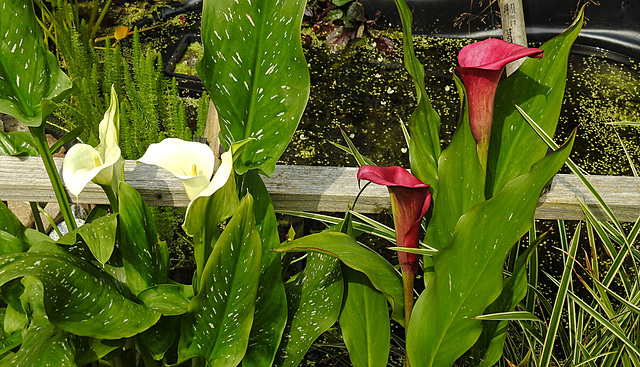 20210813 2433CPw [D~LIP] Gefleckte Calla (Zantedeschia albomaculata), Bad Salzuflen