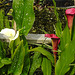 20210813 2433CPw [D~LIP] Gefleckte Calla (Zantedeschia albomaculata), Bad Salzuflen