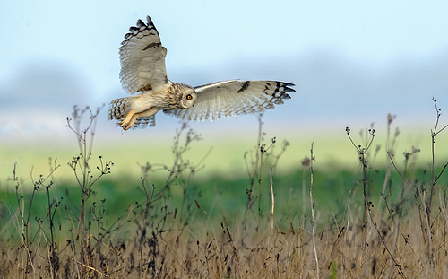 Hibou des marais - short eared Owl