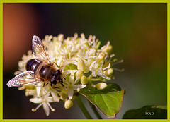 Eristalis tenax (linnaeus)