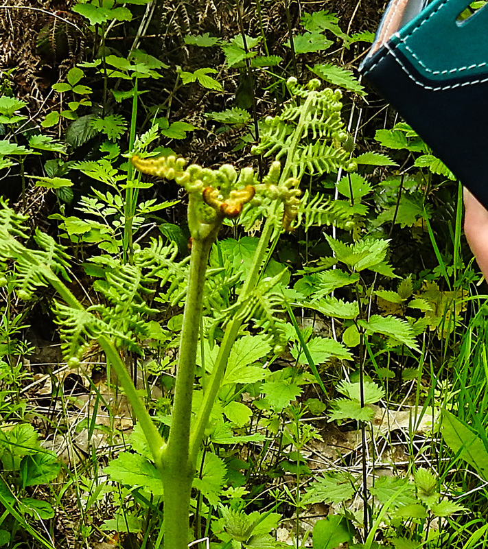20230528 0273CPw [D~HF] Adlerfarn (Pteridium aquilinum), Bismarckturm, Herford