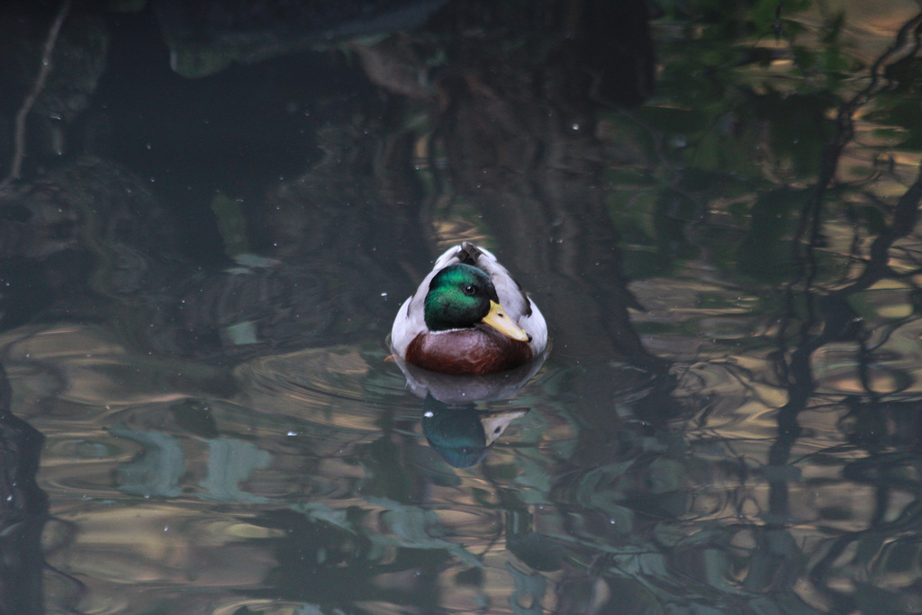 Stockente