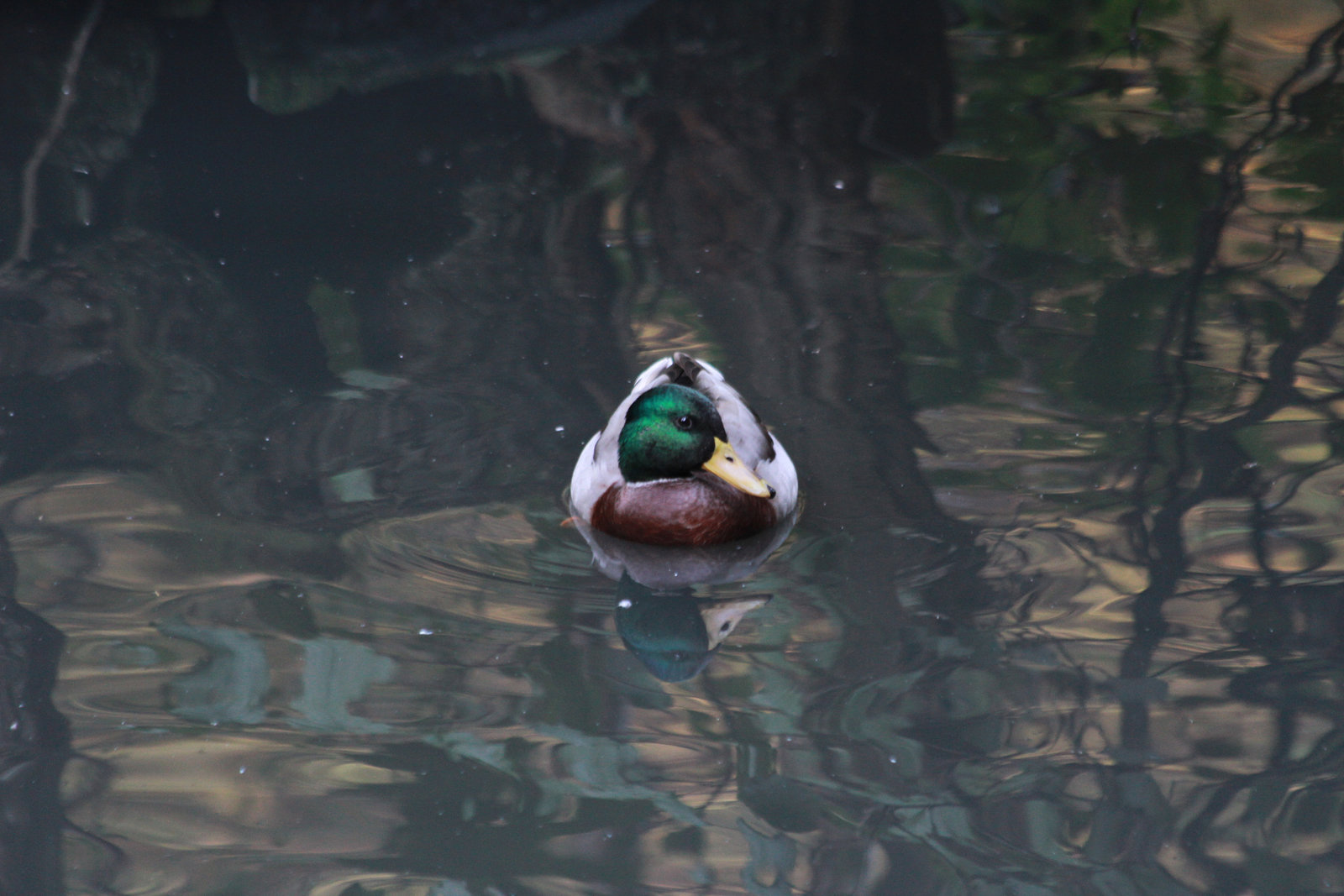 Stockente