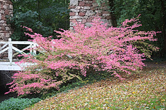 Herbstlich gefärbt