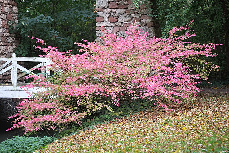 Herbstlich gefärbt