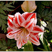 Amaryllis ..............Bon we mes ami(e)s❤️