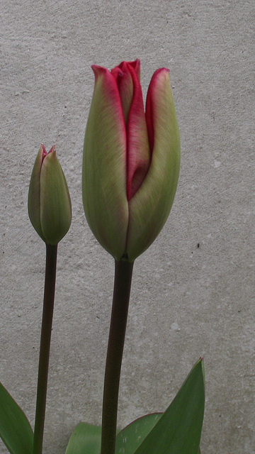The red tulip is starting to change colour