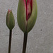 The red tulip is starting to change colour