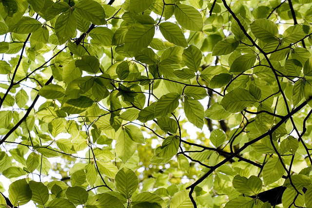 New beech leaves 2